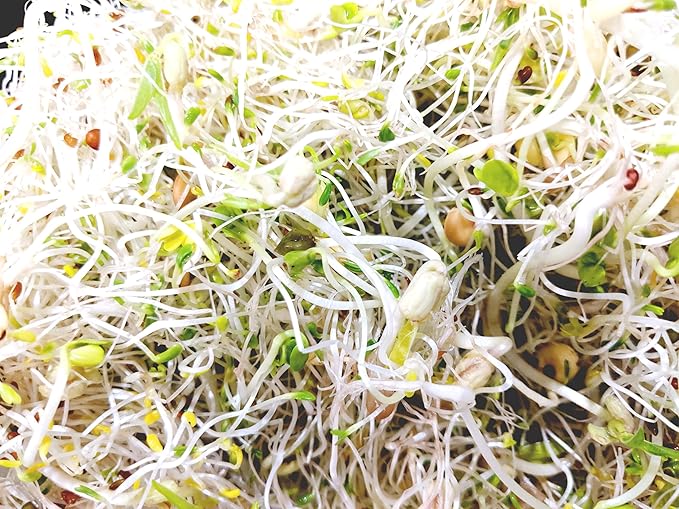 Sprouting Jar with Variety Pack Sprouting Seeds Kit Non-GMO. Pack of 5 premeasured Seeds for 32oz Jars. Includes 1 Packs of: Broccoli, Alfalfa, Radish, Mung Beans & Salad Mix