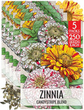 Seed Needs Zinnia Seeds for Planting Candystripe Zinnias - Heirloom & Open Pollinated Annual Cut Flowers - Perfect to Attract Pollinators to a Butterfly Garden (5 Packs)