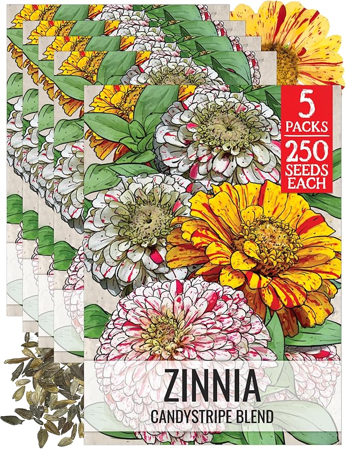 Seed Needs Zinnia Seeds for Planting Candystripe Zinnias - Heirloom & Open Pollinated Annual Cut Flowers - Perfect to Attract Pollinators to a Butterfly Garden (5 Packs)