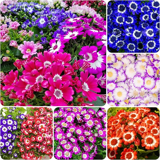 1000+ Perennial Mix Cineraria Flower Seeds for Planting Outdoor-Attracts Bees&Butterflies Non-GMO Heirloom