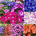 1000+ Perennial Mix Cineraria Flower Seeds for Planting Outdoor-Attracts Bees&Butterflies Non-GMO Heirloom