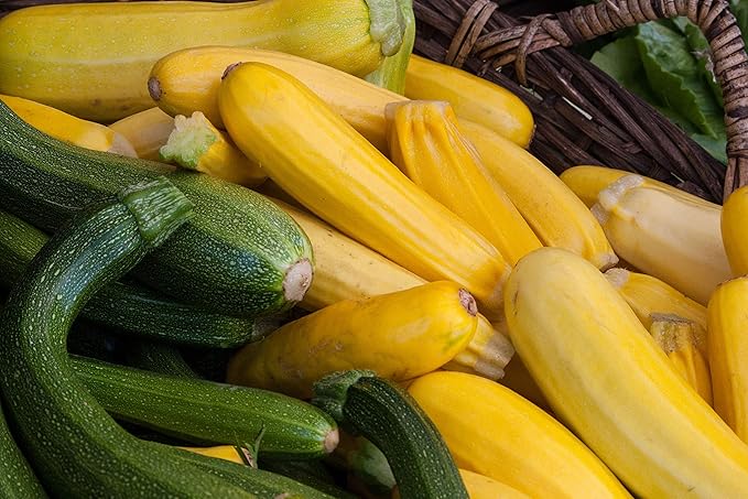 Seeds4planting - Seeds Zucchini Courgette Squash Summer Mix 35 Days Fast Heirloom Vegetable Non GMO
