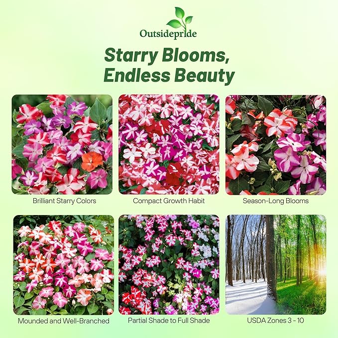 Outsidepride Accent Star Mix Impatiens Flower Seeds - 100 Pcs Annual, Compact & Pollinator Friendly, Impatiens Seeds for Planting w/Vibrant, Abundant Blooms for Shade Gardens & Container Displays