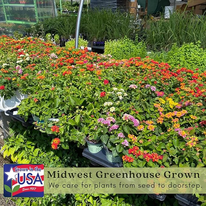 Clovers Garden Lantana Camara Flowers – Two (2) Live Plants Non-GMO - Not Seeds - Each 4" to 8" Tall – in 4" Inch Pots - Natural Mosquito Garden - Attract Hummingbirds & Butterflies, Assorted Colors