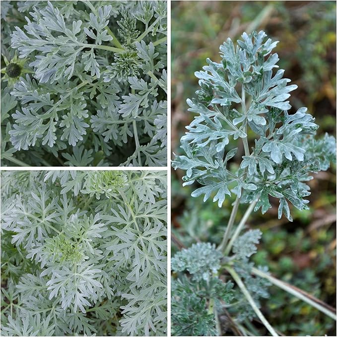 Seed Needs Wormwood Seeds for Planting - Non-GMO, Heirloom & Untreated Perennial Herb - Medicinal Herbs for Digestion & Gut Health (2 Packs)