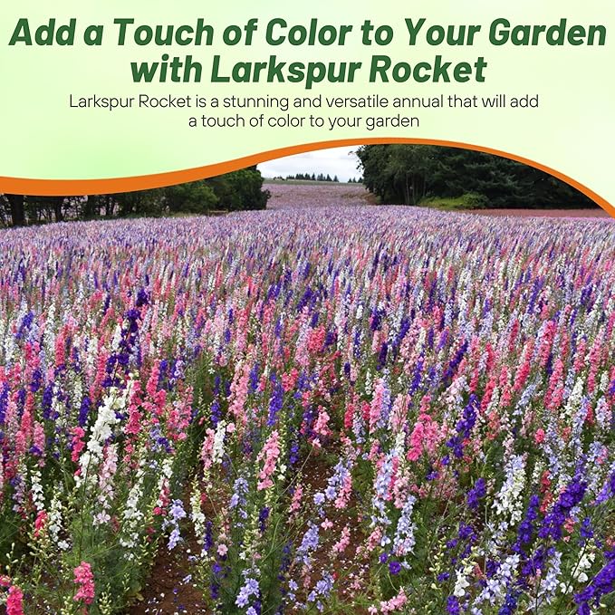Outsidepride Mixed Rocket Larkspur Seeds for Planting Outdoors - 1000 Pcs Annual, Self-Seeding, Heat & Drought Tolerant Wildflower Seeds for Cut Flower Arrangements & Pollinator Gardens