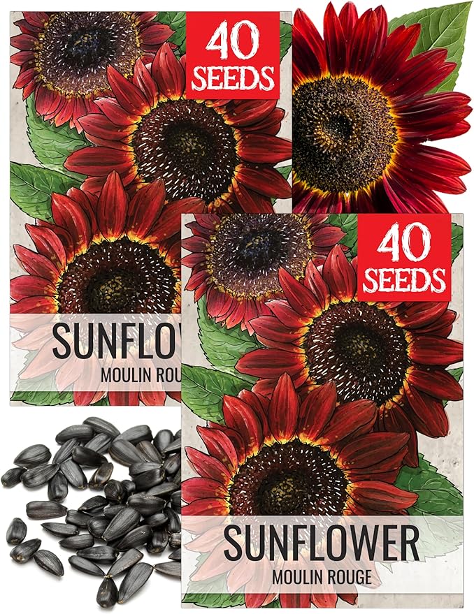 Seed Needs Sunflower Seeds for Planting Moulin Rouge Red Sunflowers - Heirloom & Open Pollinated Flower Seed to Plant an Outdoor Wildflower Butterfly Garden - Makes a Great Cut Flower