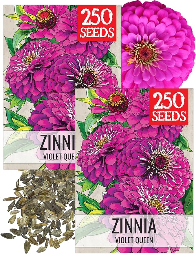 Seed Needs, Violet Queen Zinnia Seeds - 250 Heirloom Seeds for Planting Zinnia elegans - Magenta Colored Blooms Perfect for an Outdoor Butterfly Garden, Makes A Great Cut Flower (2 Packs)