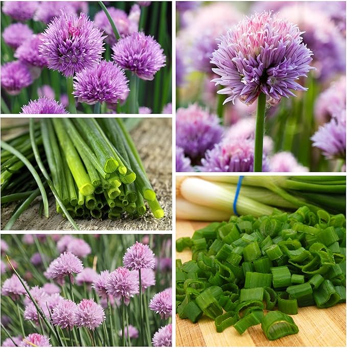Seed Needs Chive Seeds for Planting Garlic & Common Chives Herbs - Non-GMO Heirloom & Untreated Garden Seed to Plant an Indoor/Outdoor Culinary Garden (Collection of 2 Packets)