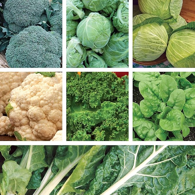 Ferry-Morse Cold Hardy Vegetable Seed Variety Pack - 7 Pack