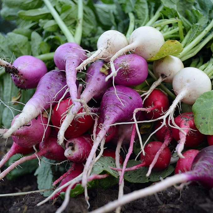 Easter Egg Radish Mix - 150 Seeds - Heirloom & Open-Pollinated Variety, Easy-to-Grow & Fast-Growing, Non-GMO Vegetable Seeds for Planting Indoors or Outdoors in The Home Garden, Thresh Seed Company