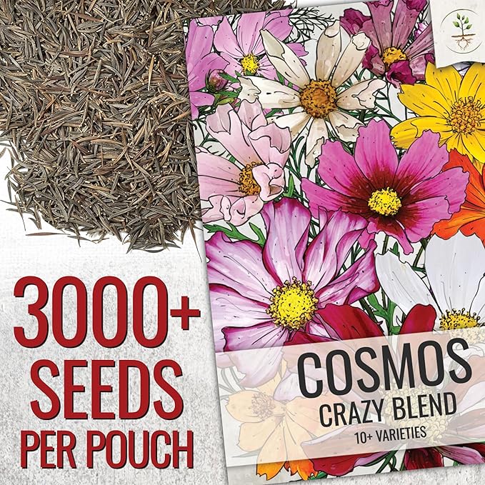Seed Needs Flower Seeds Cosmos Crazy Blend No Filler 10+ Varieties | Cosmo Bipinnatus Open Pollinated Untreated | Resealable Packaging Keeps Seeds Fresh | Cosmos Flowering Seed Mix (2 Bulk Packs)