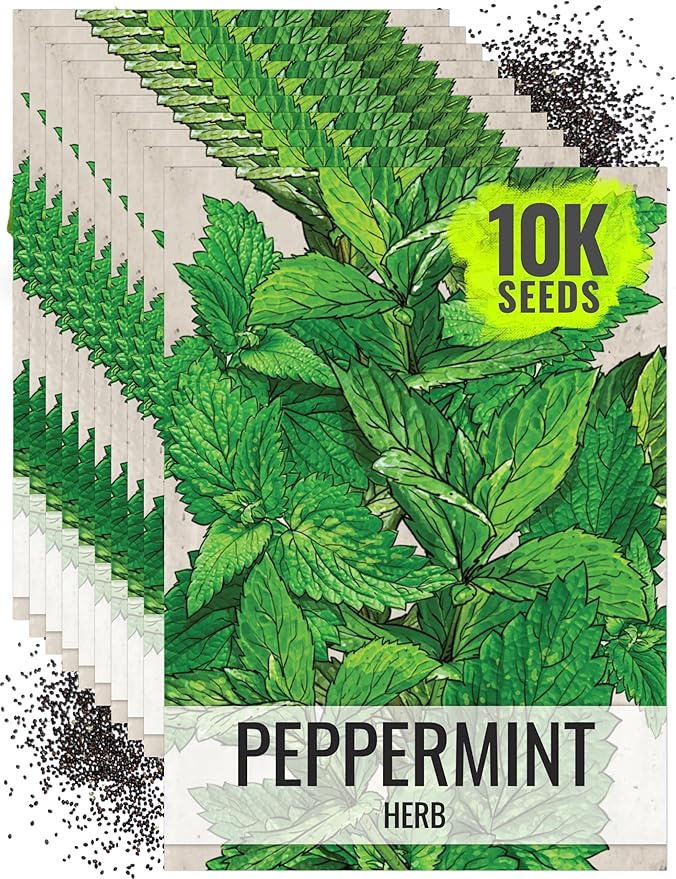 Seed Needs Peppermint Seeds for Planting - Non-GMO, Heirloom & Untreated Medicinal/Culinary Herb to Plant a Home Grown Indoor or Outdoor Garden (10 Packs)
