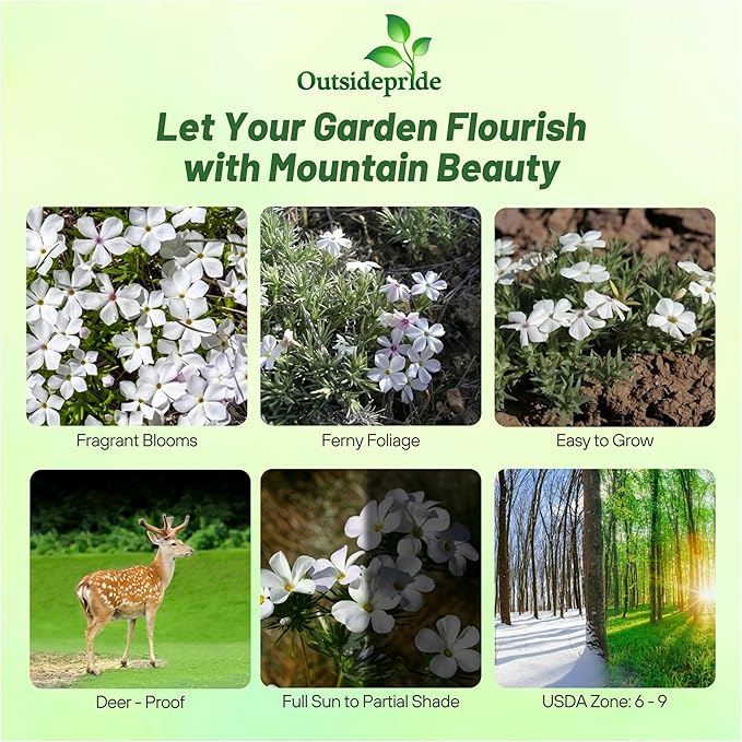 Outsidepride Mountain Phlox Seeds - 5000 Pcs. Annual, Compact & Self-Seeding Flower Seeds for Planting Vibrant White-Lavender Blooms in Pollinator Gardens, Borders, Containers & Floral Arrangements