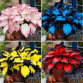 Hosta Seeds for Planting, 290+pcs Rare Perennial Hosta Flower Seeds Plants, Non-GMO Heirloom Long Blooming Plants Shaded Entry Pathway Rare Flowers for Garden Outdoors