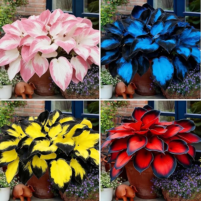 Hosta Seeds for Planting, 290+pcs Rare Perennial Hosta Flower Seeds Plants, Non-GMO Heirloom Long Blooming Plants Shaded Entry Pathway Rare Flowers for Garden Outdoors