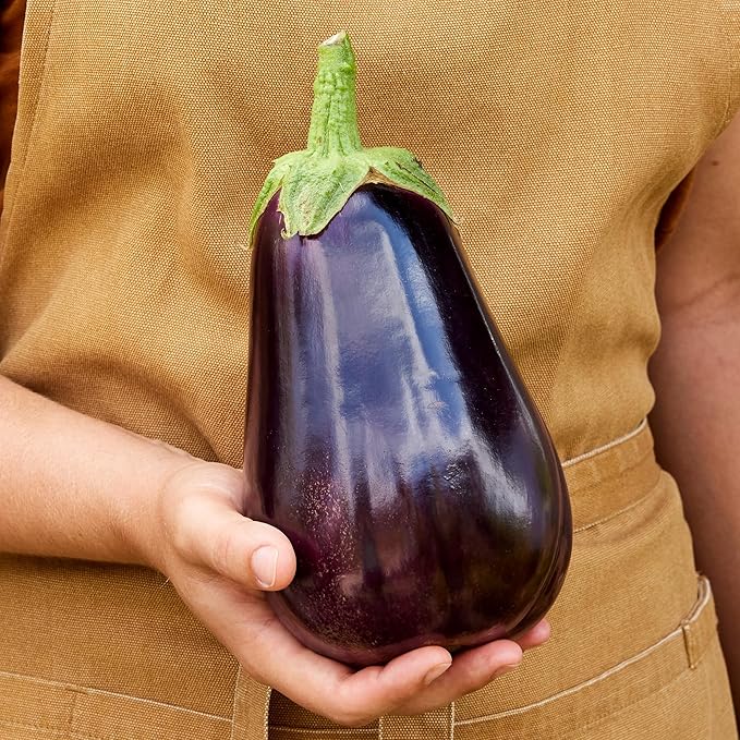 Burpee Heirloom Black Beauty Eggplant Seeds - Classic Large Globe Fruit