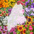 Maine Bulk Perennial Wildflower Seed Mix 1lb Covers 2,000sq-ft - Attract Pollinators, Multi-Color Blooms - Northeast US Species Plant in Spring/Fall - Earth-Friendly Packaging (1/2 Pound)