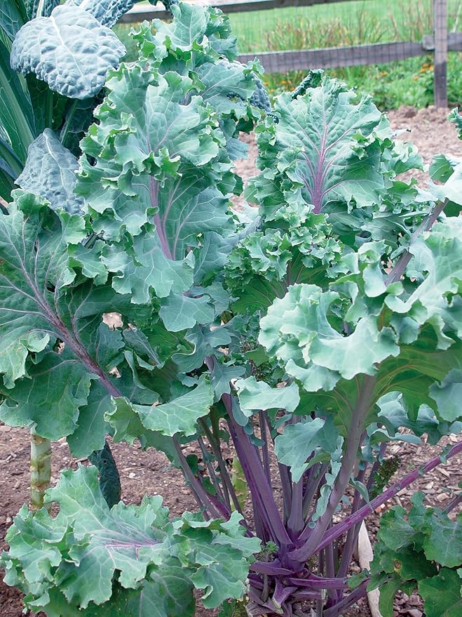Burpee Red Russian Kale Seeds 500 seeds