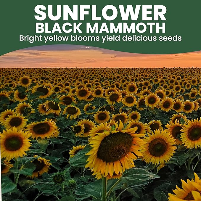 Black Mammoth Sunflower - Bulk 1/4 Pound Pouch - 1,000 Flower Seeds for Planting - Helianthus annuus