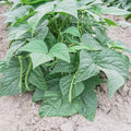 Contender Bush Bean Seeds (Treated) - 4 Oz ~400 Seeds - Non-GMO, Heirloom - Also Called Buff Valentine - Vegetable Farm & Garden Seed - Phaseolus vulgaris