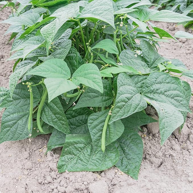Contender Bush Bean Seeds (Treated) - 4 Oz ~400 Seeds - Non-GMO, Heirloom - Also Called Buff Valentine - Vegetable Farm & Garden Seed - Phaseolus vulgaris