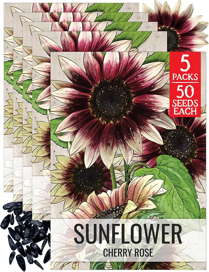 Seed Needs Sunflower Seeds for Planting Cherry Rose Sunflowers - Hybrid Flowers with Unique Bi-Colors for an Outdoors Flower Garden - Great for Cut Flowers in Bouquets & Floral Arrangements (5 Packs)