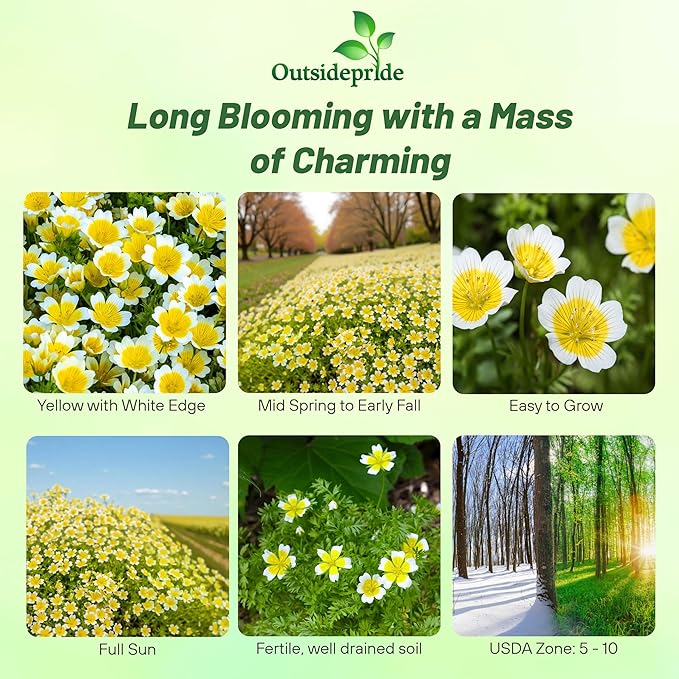 Outsidepride Meadowfoam Seeds - 2000 Pcs. Annual, Self-Seeding & Low Maintenance, Ground Cover Seeds for Planting Fragrant Yellow-White Blooms, Great for Gardens, Borders, & Container Displays