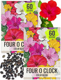 Seed Needs Four O Clock Seeds for Planting Mixed Flowers - Heirloom & Open Pollinated Annual Wildflowers to Attract Butterflies to a Butterfly Garden (2 Packs)