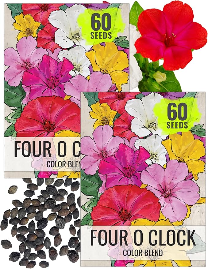 Seed Needs Four O Clock Seeds for Planting Mixed Flowers - Heirloom & Open Pollinated Annual Wildflowers to Attract Butterflies to a Butterfly Garden (2 Packs)