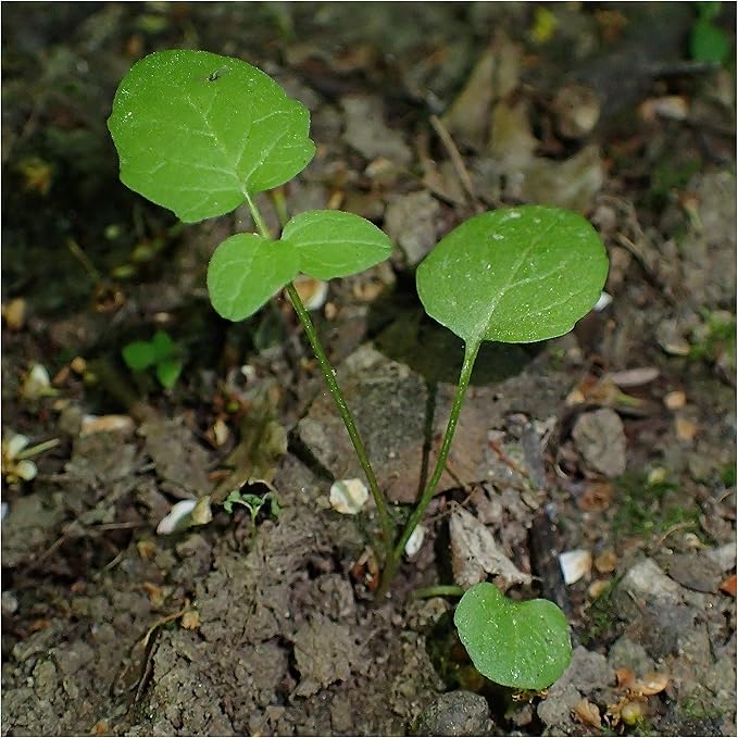 Seed Needs Valerian Seeds for Planting Stink Root Plants - Non-GMO Heirloom & Untreated Perennial Medicinal Herb Seed to Plant a Home Grown Outdoor Garden (1 Pack)