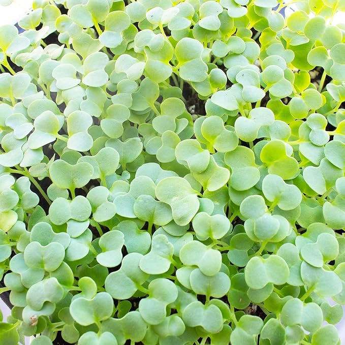 Green Mustard Microgreens Seeds - 1 Lb ~192,000 Seeds - Grow Non-GMO Micro Mustard Herb Greens - Premium Seed - High Germination Rate