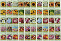 50 Slightly Assorted Flower Seeds! – Great for Bees, Birds, and Butterflies! – Includes 10+ Varieties of USA Grown & Non-GMO Seeds! – May Include Forget-Me-Nots, Marigolds, Wildflowers, and More
