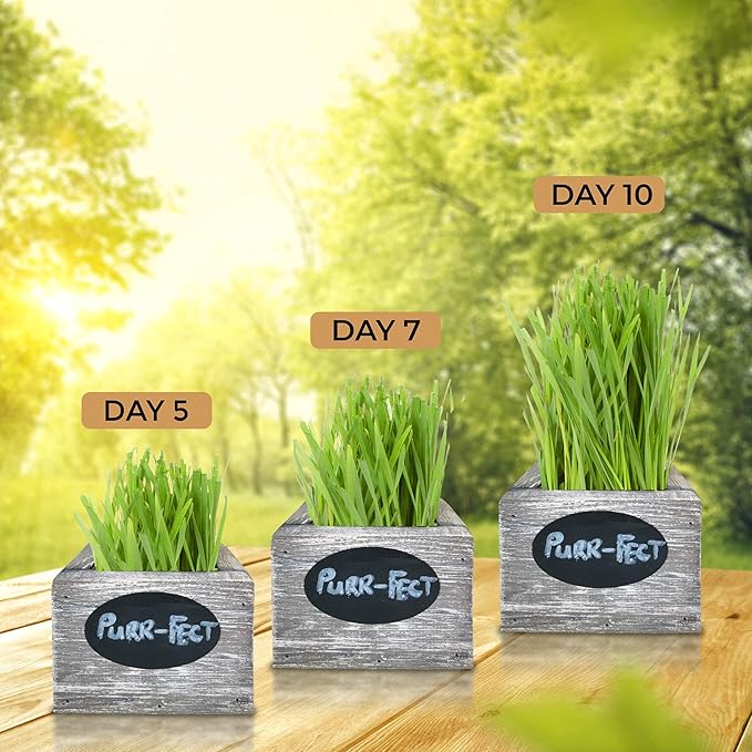 Cali Kiwi Pros Cat Grass for Indoor Cats Kit – Organic Wheatgrass Seed & Soil, Hairball Remedy in Red Cedar Planter, Gift Box with Bonus Label, Pen & 10% Cat Treats Discount (White)