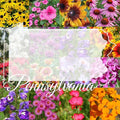 Pennsylvania Bulk Perennial Wildflower Seed Mix 1lb Covers 2,000sq-ft - Attract Pollinators, Multi-Color Blooms - Northeast US Species Plant in Spring/Fall - Earth-Friendly Packaging (1/4 Pound)