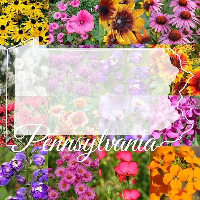 Pennsylvania Bulk Perennial Wildflower Seed Mix 1lb Covers 2,000sq-ft - Attract Pollinators, Multi-Color Blooms - Northeast US Species Plant in Spring/Fall - Earth-Friendly Packaging (1 Pound)