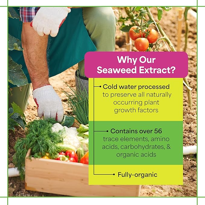 Grow More Liquified Seaweed Extract Fertilizer for Plants - 1 Quart of Natural Liquid Kelp Fertilizer - 11% Organic Kelp Plant Food for Transplant Protection & Root Development