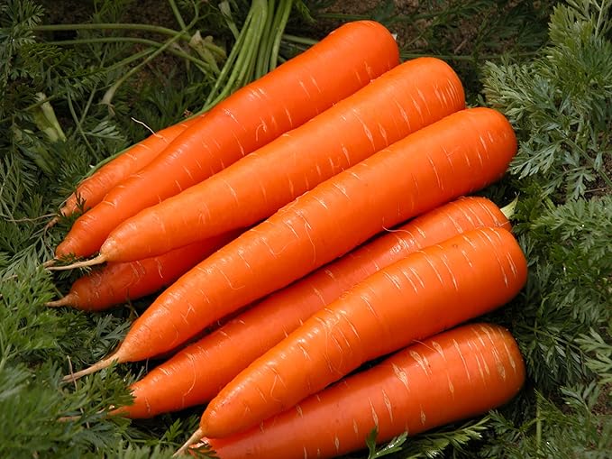 Seeds Carrot Red Giant Vegetable for Planting Heirloom Non GMO - 1000 Seeds