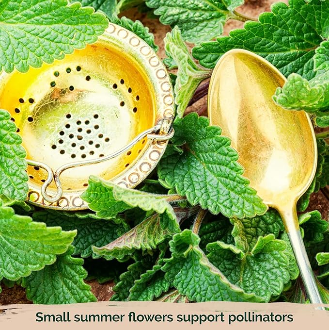 KVITER 700 Lemon Balm Seeds for Planting (Melissa Officinalis) – Heirloom & Organic Medicinal Herb Seeds – Grow in Herb Garden, Pots, Beds Indoors & Outdoors for Calming Lemon Balm Tea