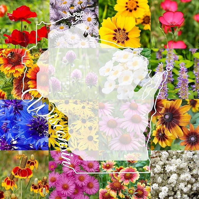 Wisconsin Bulk Perennial Wildflower Seed Mix 1lb Covers 2,000sq-ft - Attract Pollinators, Multi-Color Blooms - Midwest US Species Plant in Spring/Fall - Earth-Friendly Packaging (1/8 Pound (2 Ounces))