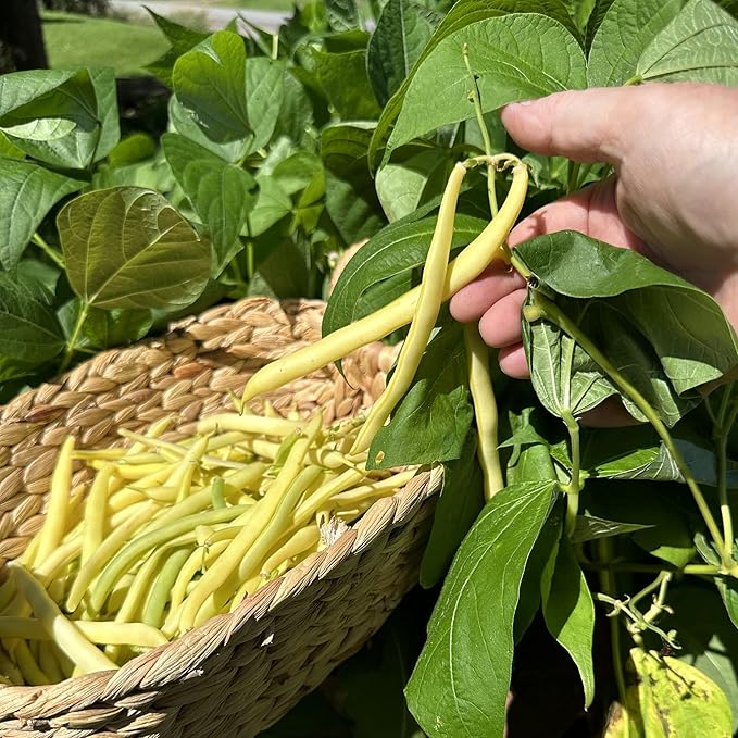 The Old Farmer's Almanac Heirloom Gold Rush Wax Bean Seeds - Premium Non-GMO, Open Pollinated, Heirloom, USA Origin (1 Packet - 20 Grams - Approx 60 Seeds)