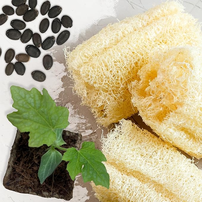 Seed Needs Luffa Seeds for Planting Loofah Sponge Gourds - Non-GMO Heirloom & Untreated Veggie Seed to Plant a Home Grown Outdoor Vegetable Garden (5 Packs)