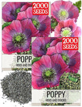Seed Needs Hens & Chicks Poppy Seeds for Planting - Heirloom & Open Pollinated Annual Wildflowers - Beautiful Poppies to Attract Pollinators to a Butterfly Garden (2 Packs)