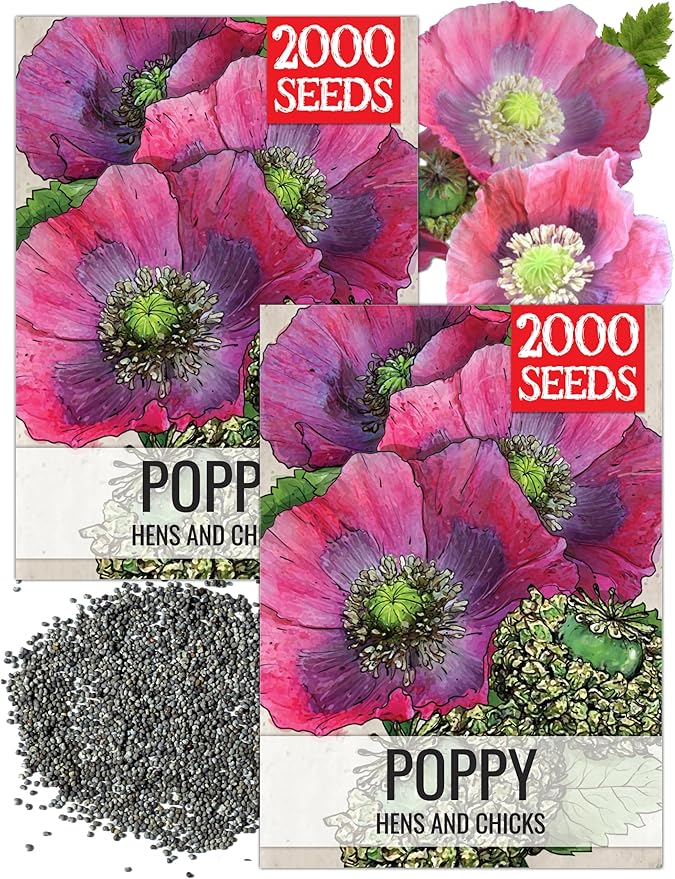 Seed Needs Hens & Chicks Poppy Seeds for Planting - Heirloom & Open Pollinated Annual Wildflowers - Beautiful Poppies to Attract Pollinators to a Butterfly Garden (2 Packs)