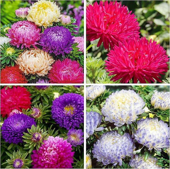 1000+ Perennial Aster Flower Seeds for Planting Outdoors-Rainbow Flower Garden Home Fragrant Butterfly