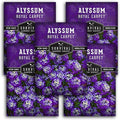 Alyssum Seeds for Planting - Sweet Royal Carpet Purple Alyssum - Fragrant Perennial Flower & Ground Cover - Heirloom Non-GMO - Survival Garden Seeds (5 Packs)