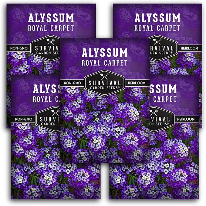 Alyssum Seeds for Planting - Sweet Royal Carpet Purple Alyssum - Fragrant Perennial Flower & Ground Cover - Heirloom Non-GMO - Survival Garden Seeds (5 Packs)