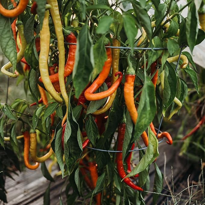 Surmeli Turkish Sweet Pepper - 25 Seeds - Rare Heirloom Turkish Pepper, USA-Grown, Non-GMO Heirloom Pepper Seeds for Planting Outdoors in The Home Garden, Thresh Seed Company