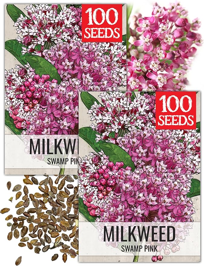 Seed Needs Pink Swamp Milkweed Seeds for Planting - Heirloom & Untreated - Grow a Butterfly Garden to Attract Monarch Butterflies & Pollinators (2 Packs)