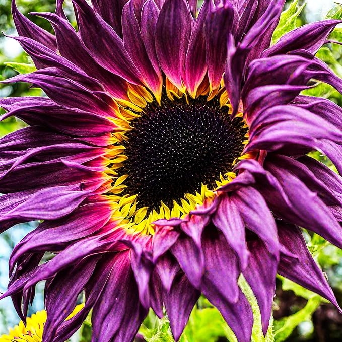 100 Seeds for Unique Purple Sunflowers - Giants Perennial Rare Blooms Outdoors